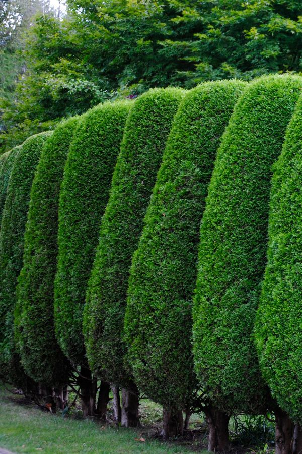 Karls Garten Eden - Alsdorf - Nordrhein-Westfalen - Gartenbau - Gartenpflege - Terrassenbau - Pflasterarbeiten